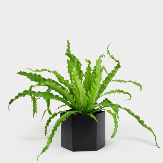 parlor palm chamaedorea elegans 15 PARLOR PALM Neanthe Bella Palm Chamaedorea Elegans Tree Houseplant Seeds