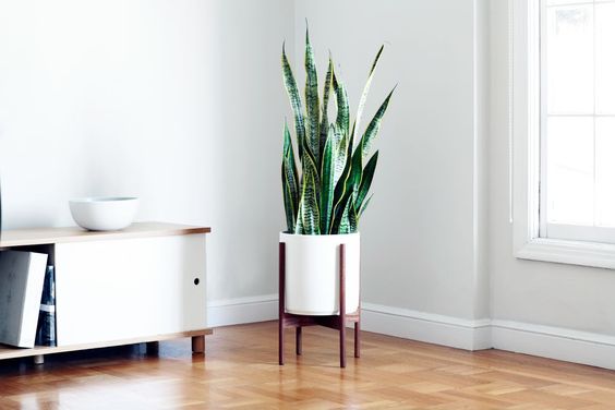 bamboo plant in pot 4” Live Lucky Bamboo Plant in White Ceramic Vase main image 1