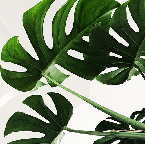 monstera deliciosa borsigiana Monstera Borsigiana Albo