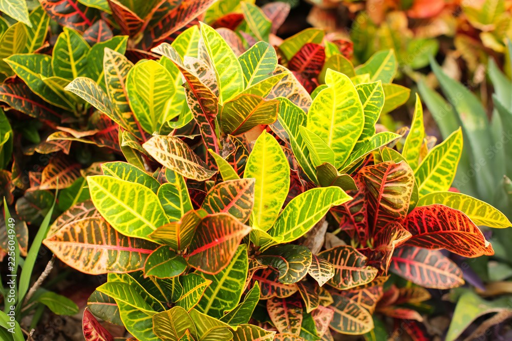 How to care for croton plants?