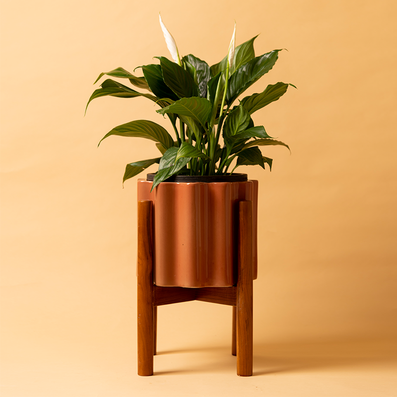Balmy Waves Ceramic Planter with Wooden Stand in Coral pink color with Peace Lilly plant.