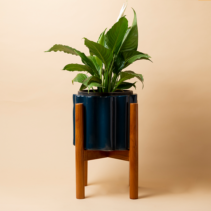 Balmy Waves Ceramic Planter with Wooden Stand in Midnight Blue color with Peace Lilly Plant.
