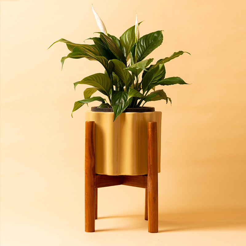 Balmy Waves Ceramic Planter with Wooden Stand in Sandle color with Peace Lilly plant.