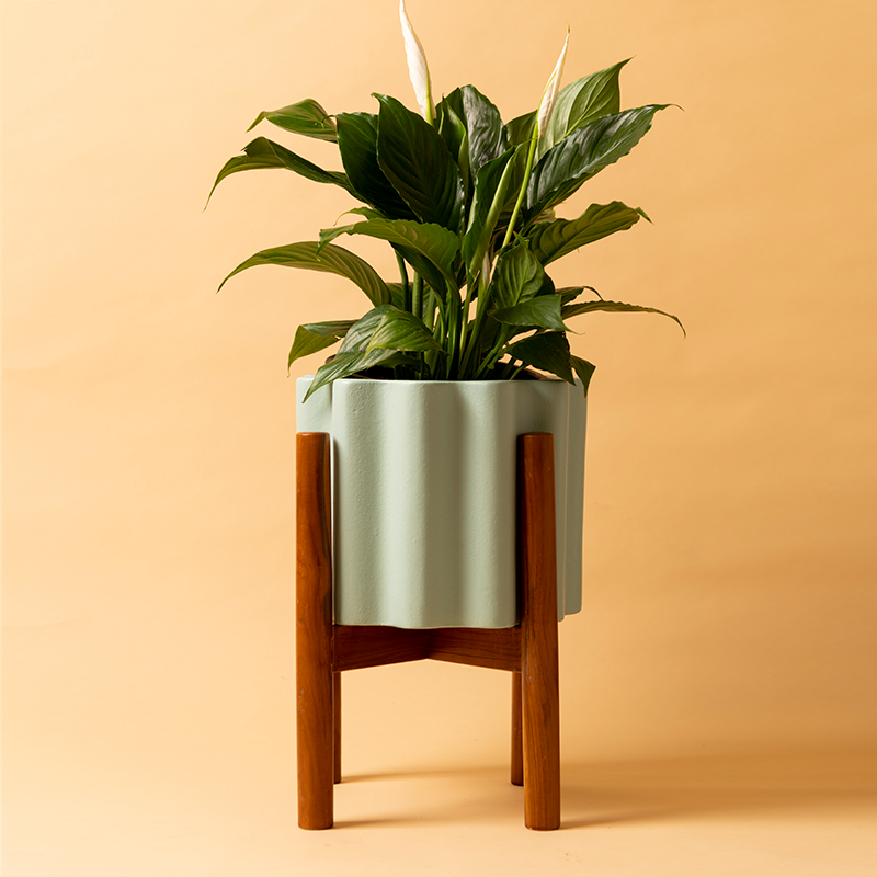 Balmy Waves Ceramic planter with Wooden stand in White color with Peace Lilly Plant.