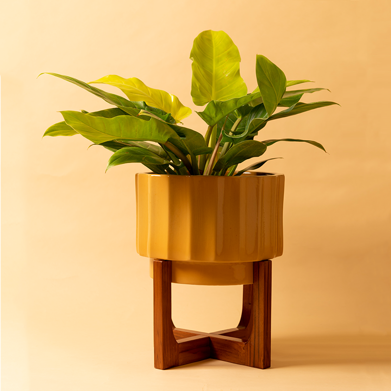 Fat Size Blushing Sun with Wooden Stand in Sandle Color with Golden Philodendron Plant in it.