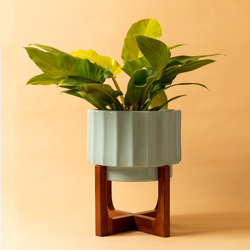 Fat size Blushing Sun Ceramic Planter with Wooden Stand in Aqua Green color with Golden Philodendron Plant