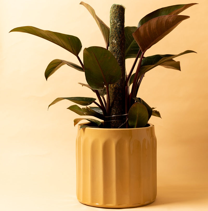 Large Sandle color Blushing Sun Ceramic Planter with Philodendron plant.