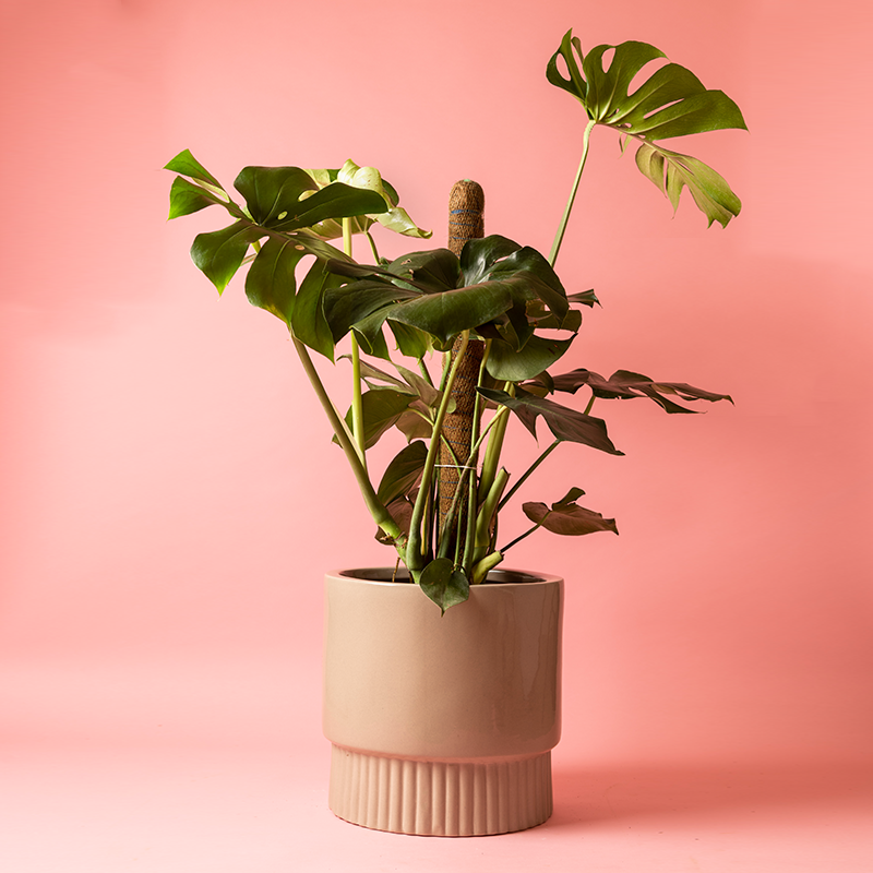 Fat size Immoral Nights circular ceramic planter in Carton brown color with Monstera plant in it.