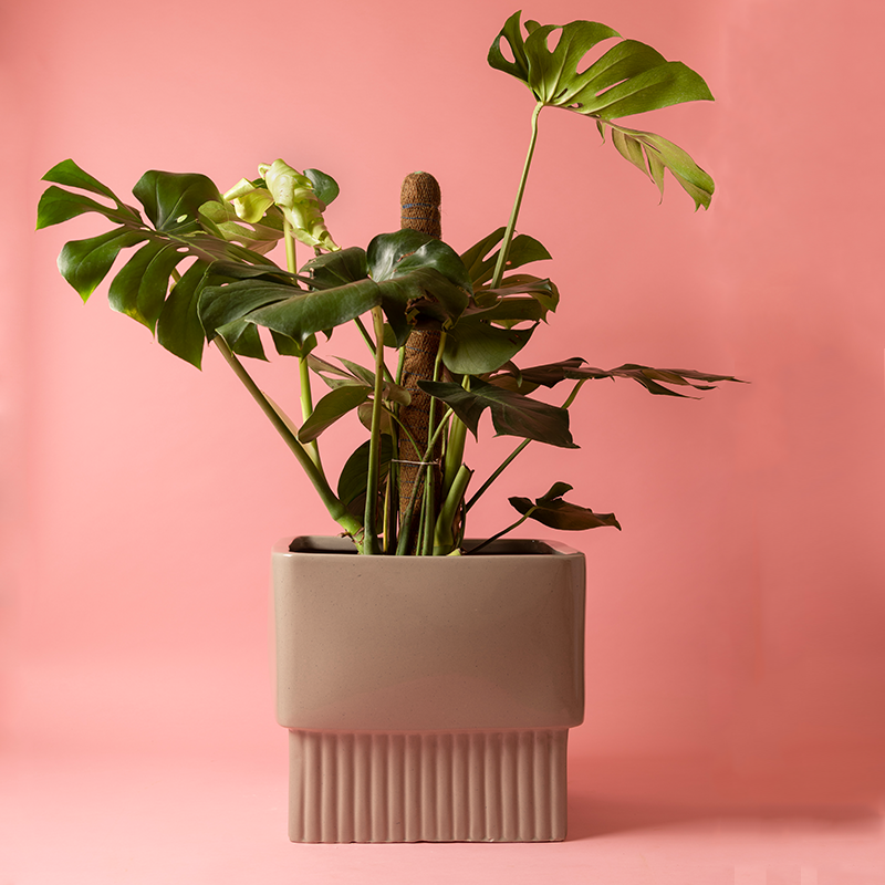 Fat size Immoral Nights Square ceramic planter in Carton Brown color with Monstera plant in it.