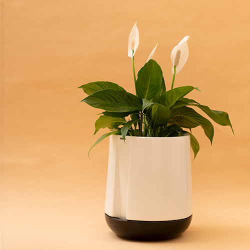 Large size Moonlight Drama ceramic planter in White color with dark grey bottom plate and Peace Lilly plant in it.