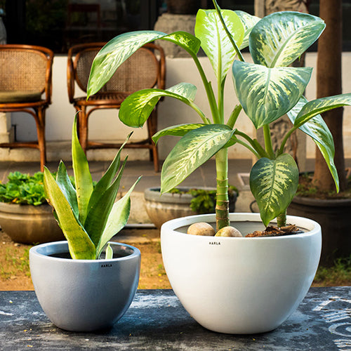 Medium size Echoing Eternity- Fat Ceramic planter in Grey color with Snake plant large size Echoing Eternity-Fat Ceramic planter with Dieffenbachia Plant placed on the floor.