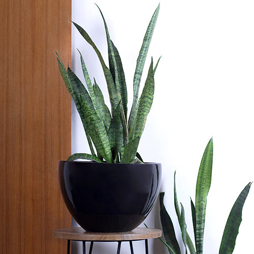 Large size Echoing Eternity-Fat Ceramic Planter in Black with Snake Plant placed on a stool.