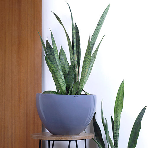 Medium size Echoing Eternity-Fat Ceramic Planter in Grey color with Snake Plant placed on a stool.