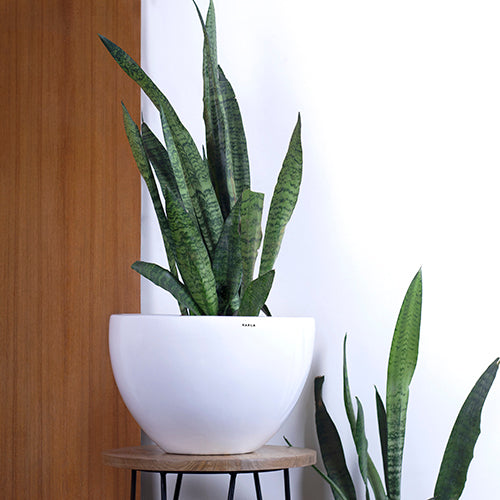 Medium White color Echoing Eternity-Fat Ceramic Planter with Snake Plant in it.
