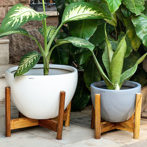 Large size Echoing Eternity-Fat in white color with Dieffenbachia plant in it with wooden stand and Medium size Echoing Eternity-Fat in Grey color with plant in it and placed on a wooden stand