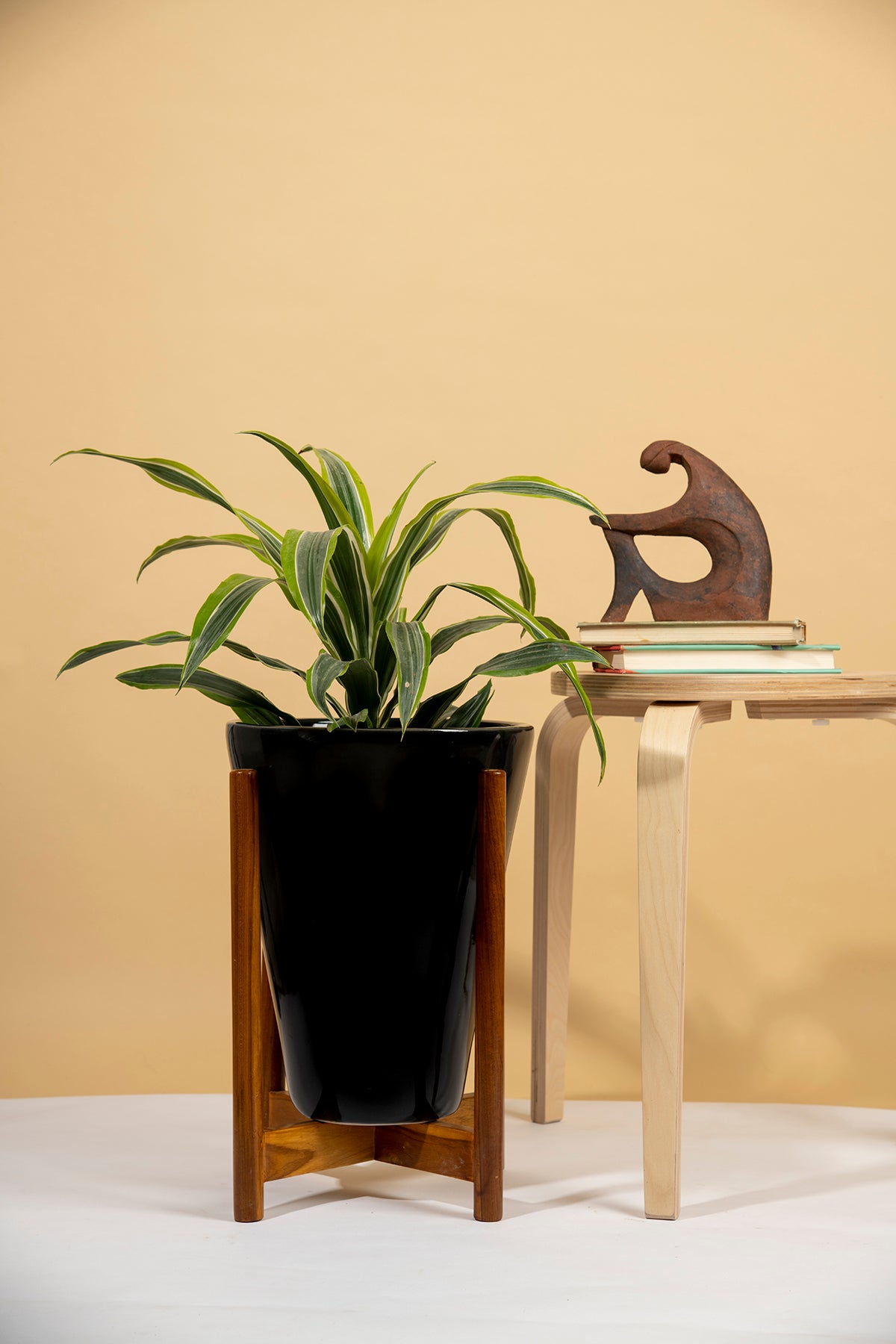 Large Size Love Bite ceramic planter with wooden stand in Black color with spider plant in it.