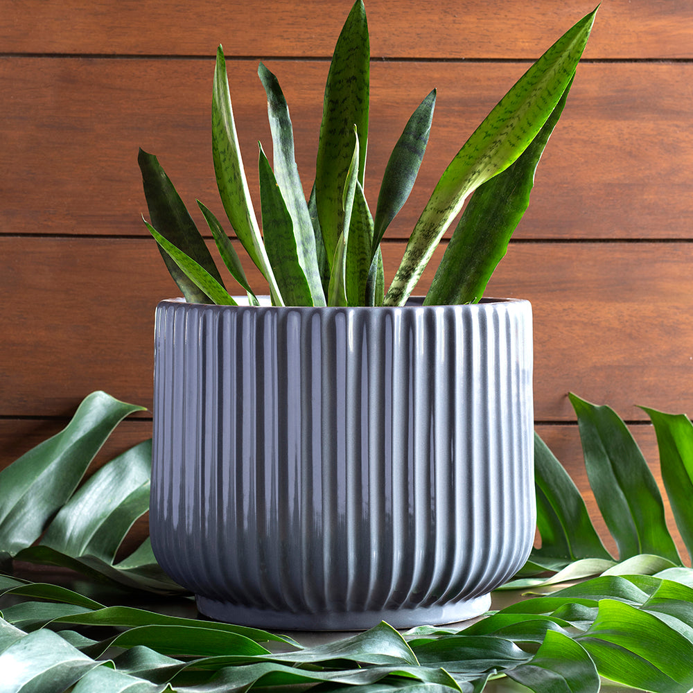 Large size Pheonix ceramic planter in Grey color with Snake plant in it.