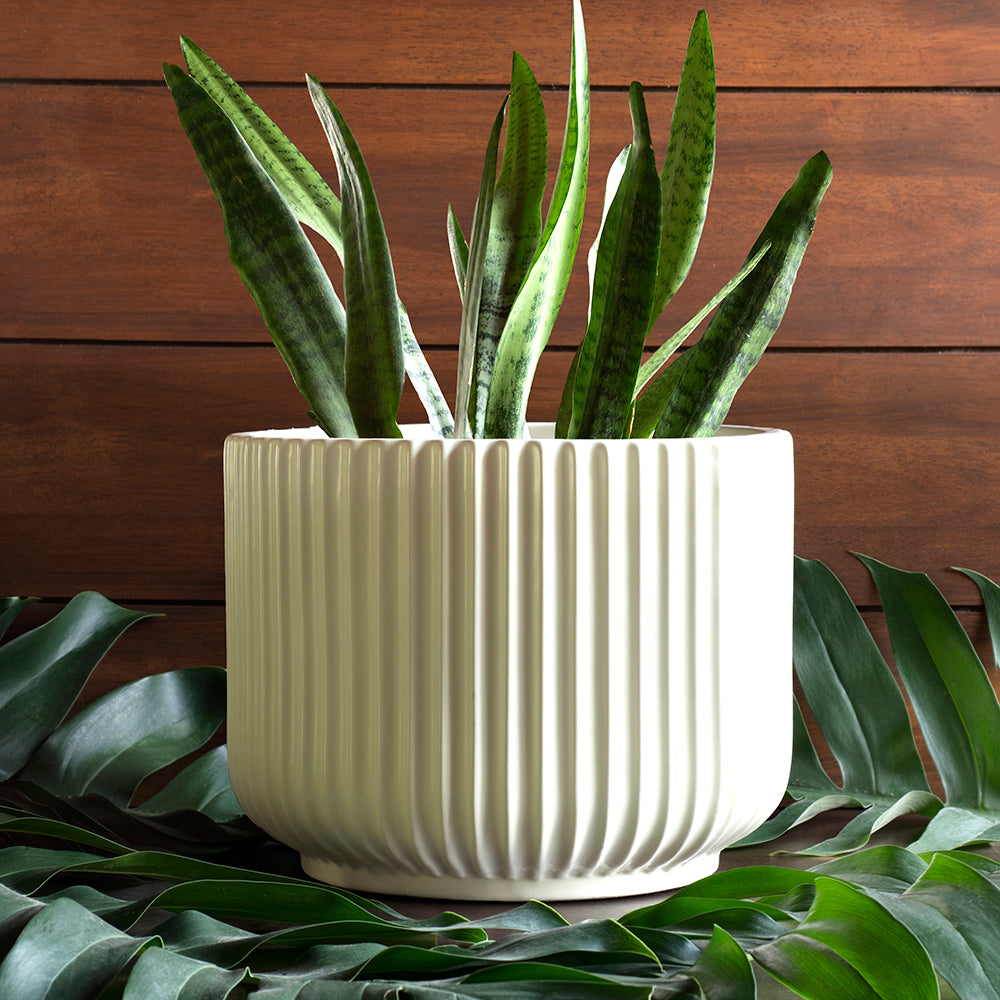 Large size Pheonix ceramic planter in Ivory color with Snake plant in it.