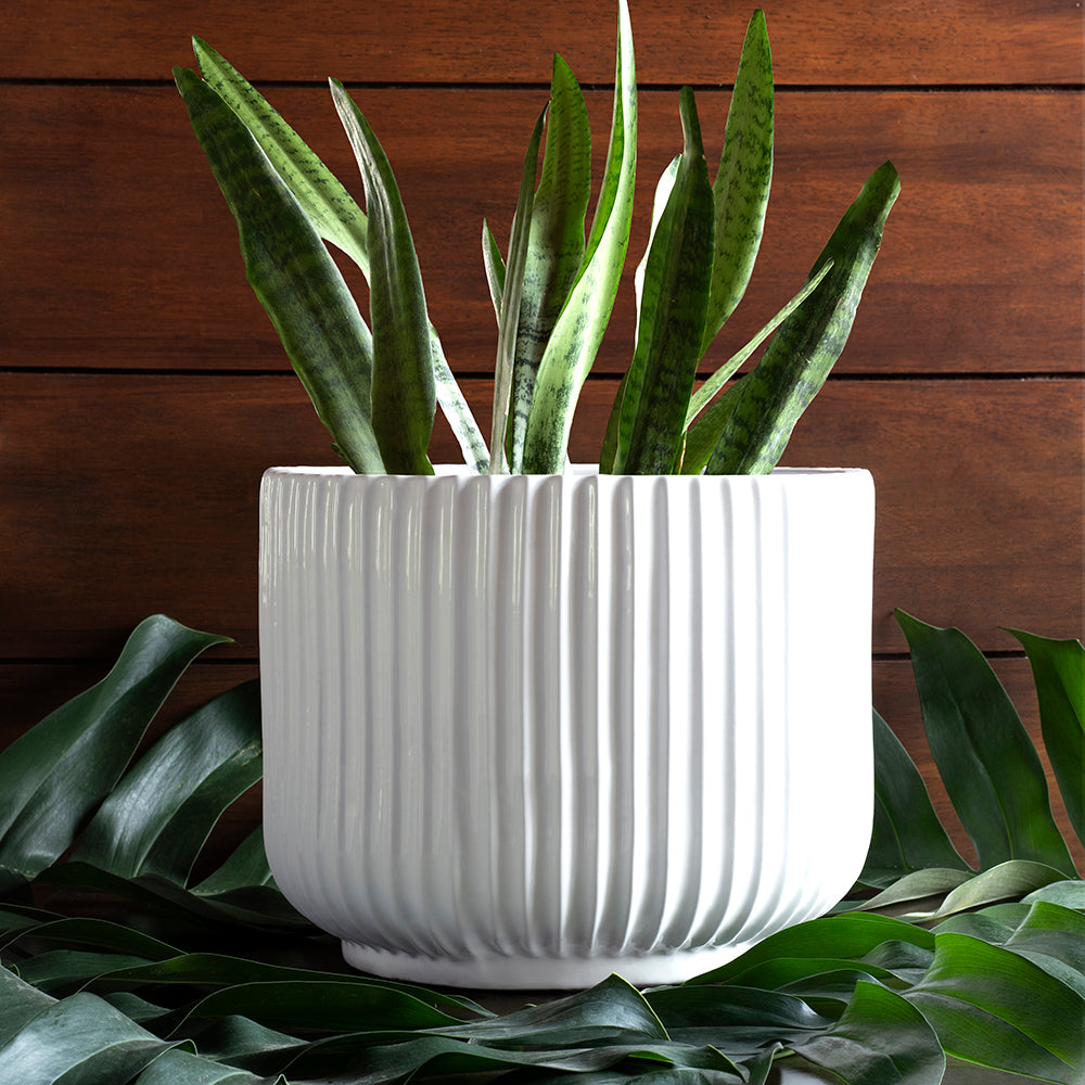 Large size Pheonix ceramic planter in White color with Snake plant in it.
