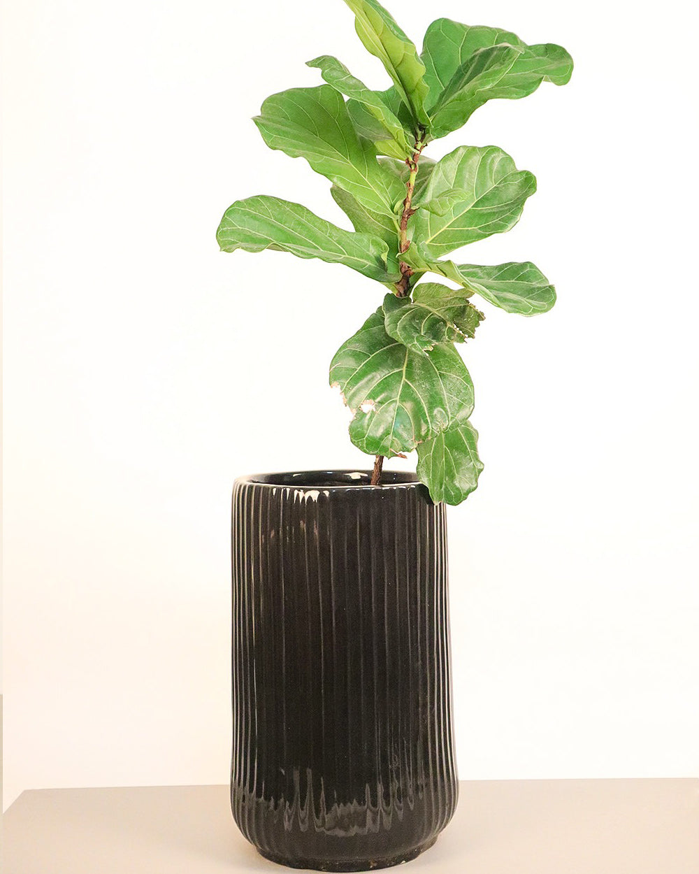 Tall size Pheonix Ceramic planter in Black color with Rubber plant.