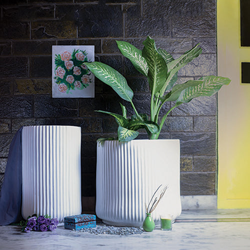 Extra Large Pheonix Ceramic Planter and Tall size Pheonix ceramic planter in White color with Dieffenbachia Plant.