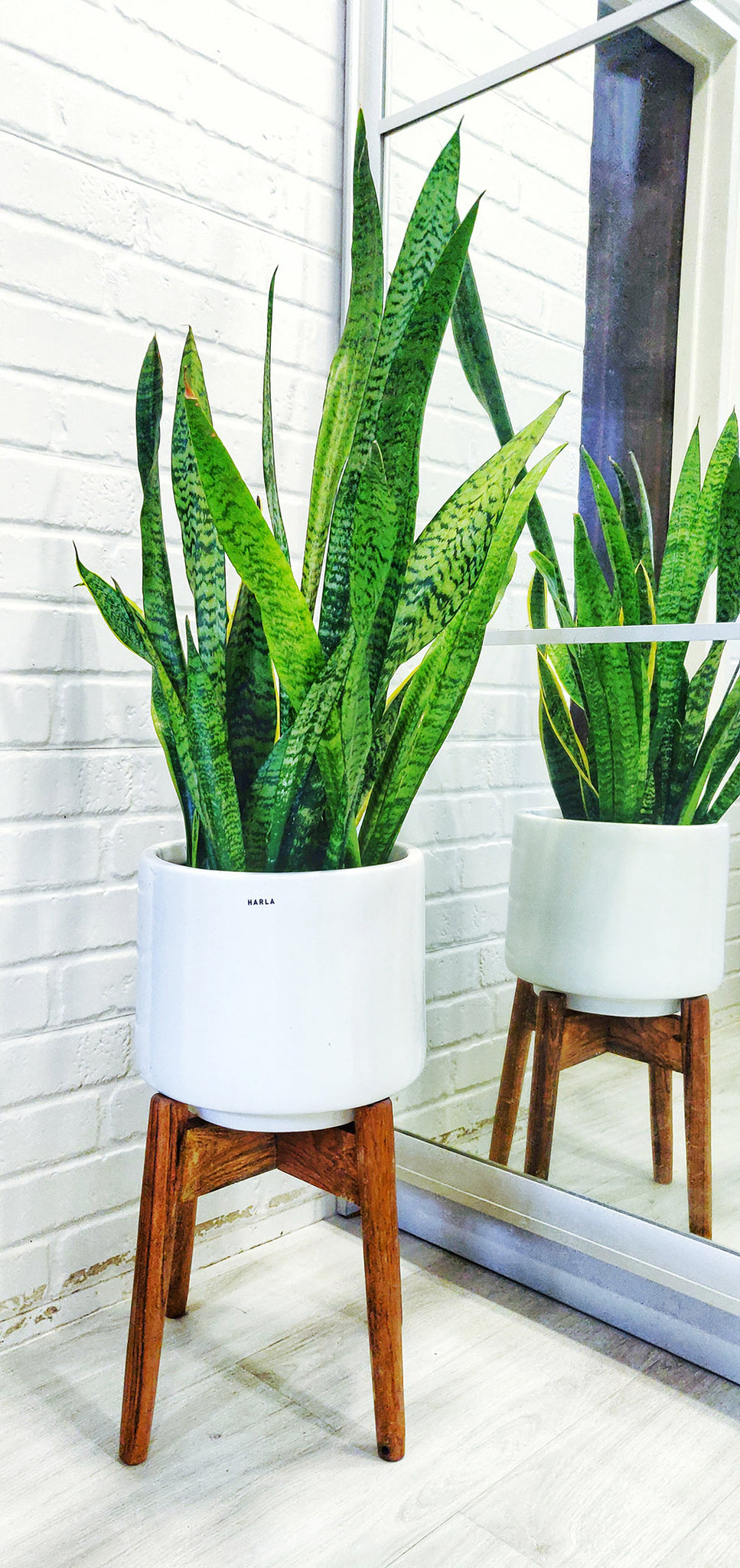 Medium Size Crimson Sky Ceramic Planter with Wooden Stand and Snake Plant  in it.