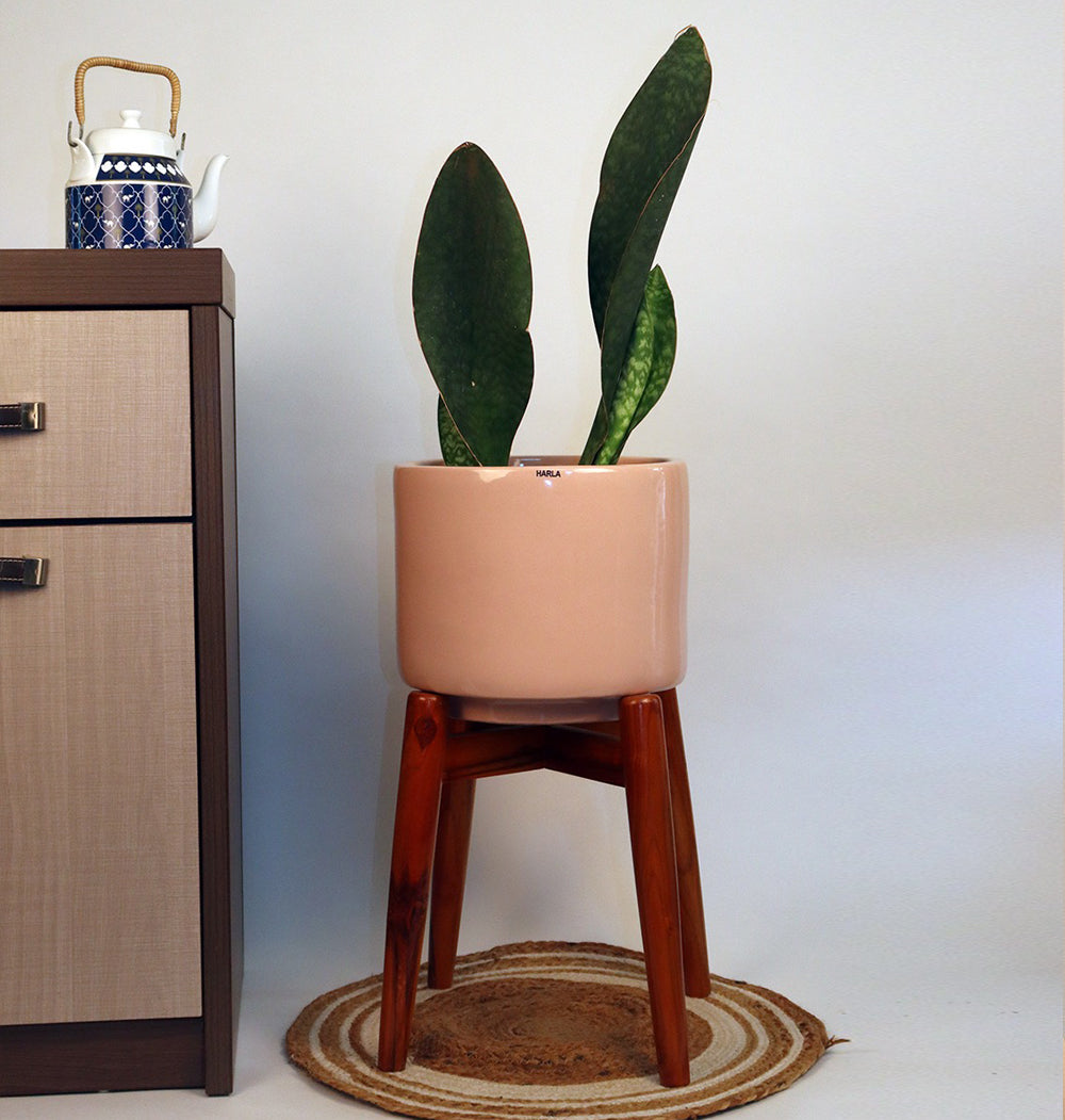 Medium Size Crimson Sky Ceramic Planter in pink color with Dracaena Masoniana plant and Wooden stand