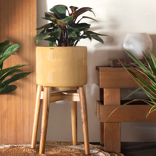 Medium Size Sandle color Crimson Sky Ceramic Planter with Wooden Stand and Philodendron Plant in it.