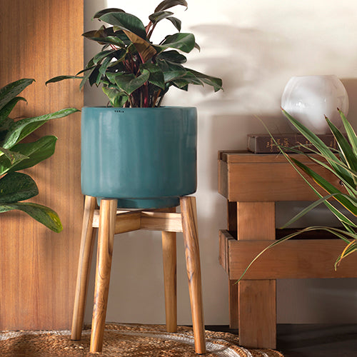 Crimson sky Ceramic Planter in Dark Green color with Wooden Stand and Philodendron Plant in it.