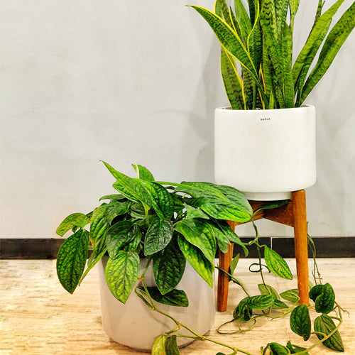 Medium size Crimson Sky Ceramic planter in white color with Wooden Stand and Snake Plant in it and grey color Crimson Sky Ceramic Planter with Pothos Creeper on the floor.