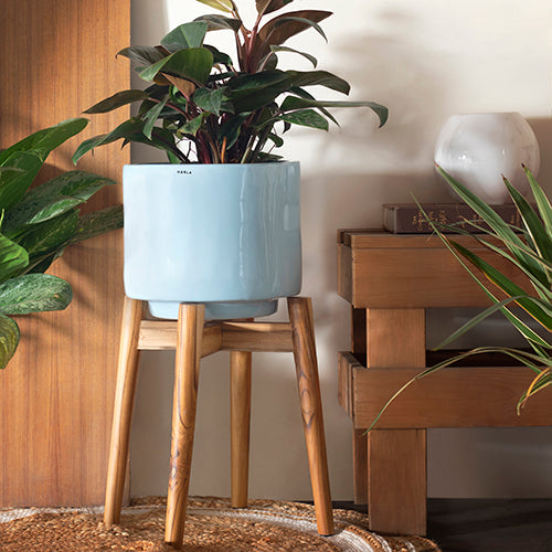 Medium Size Crimson Sky Ceramic planter in Blue color with Wooden stand and Philodendron plant in it.