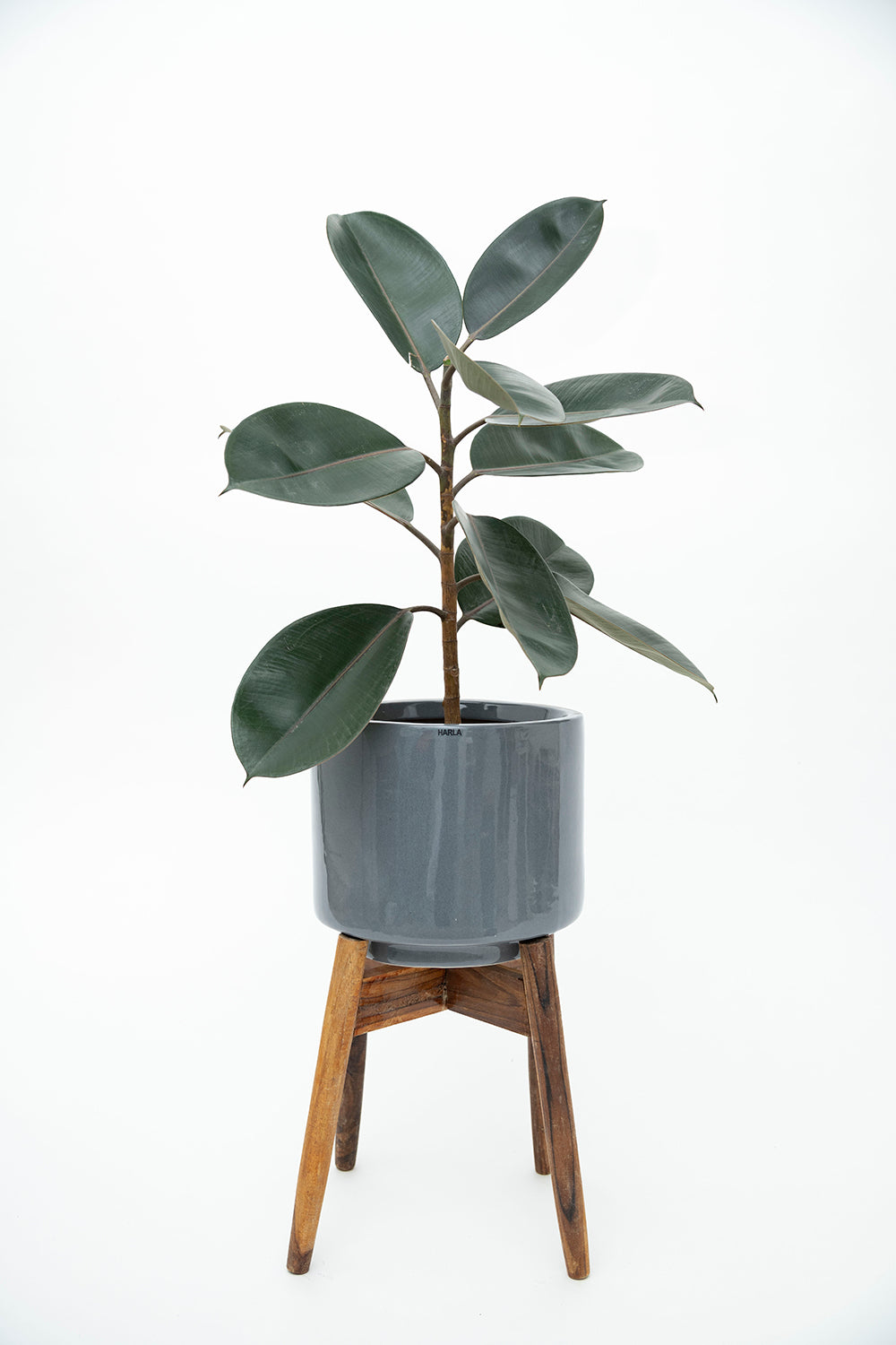 Grey color Medium Size Crimson Sky Ceramic Planter along with Wooden Stand and Rubber Plant in it.
