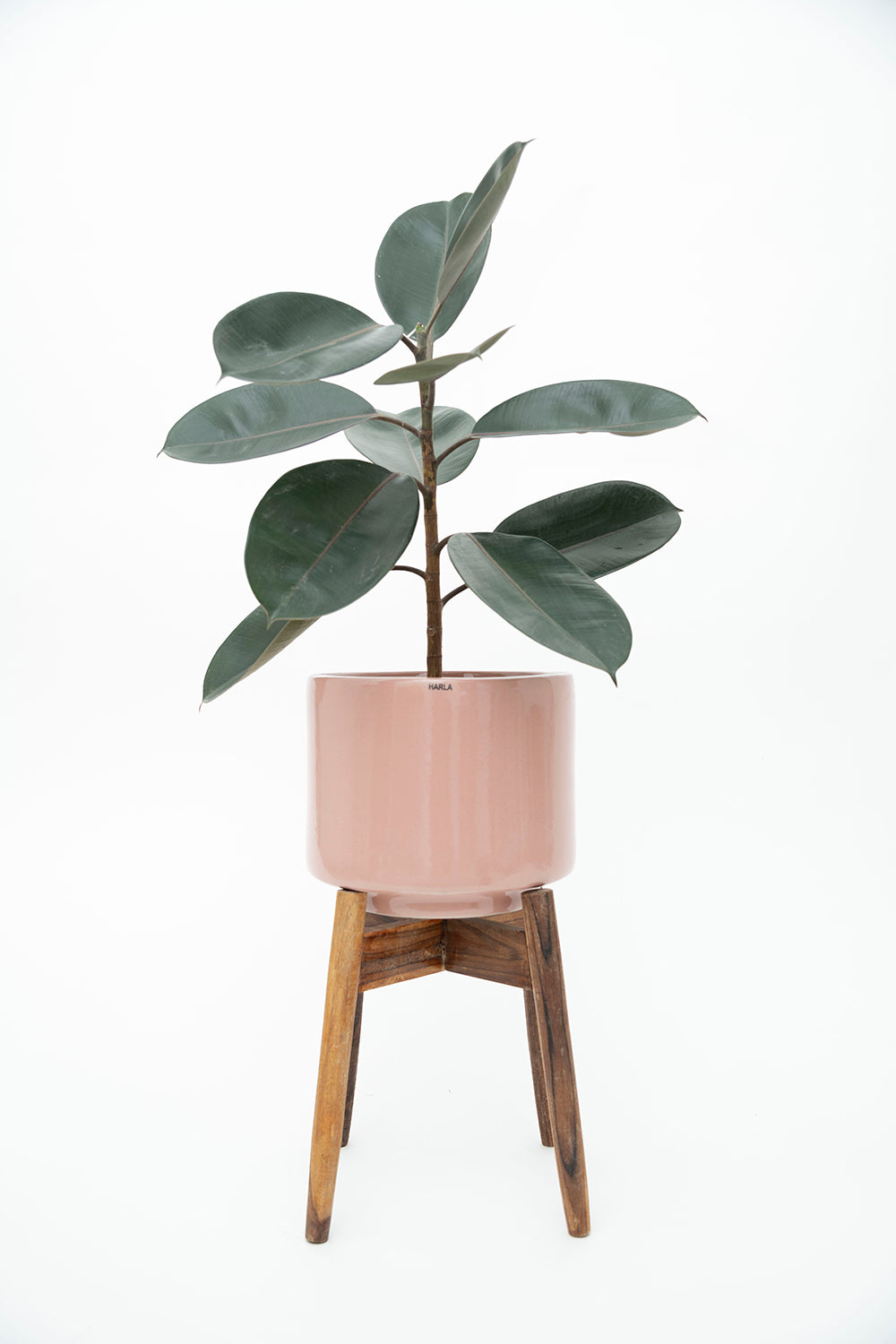 Medium Size Pink Color Crimson Sky Ceramic Planter along with Wooden stand and Rubber plant in it.