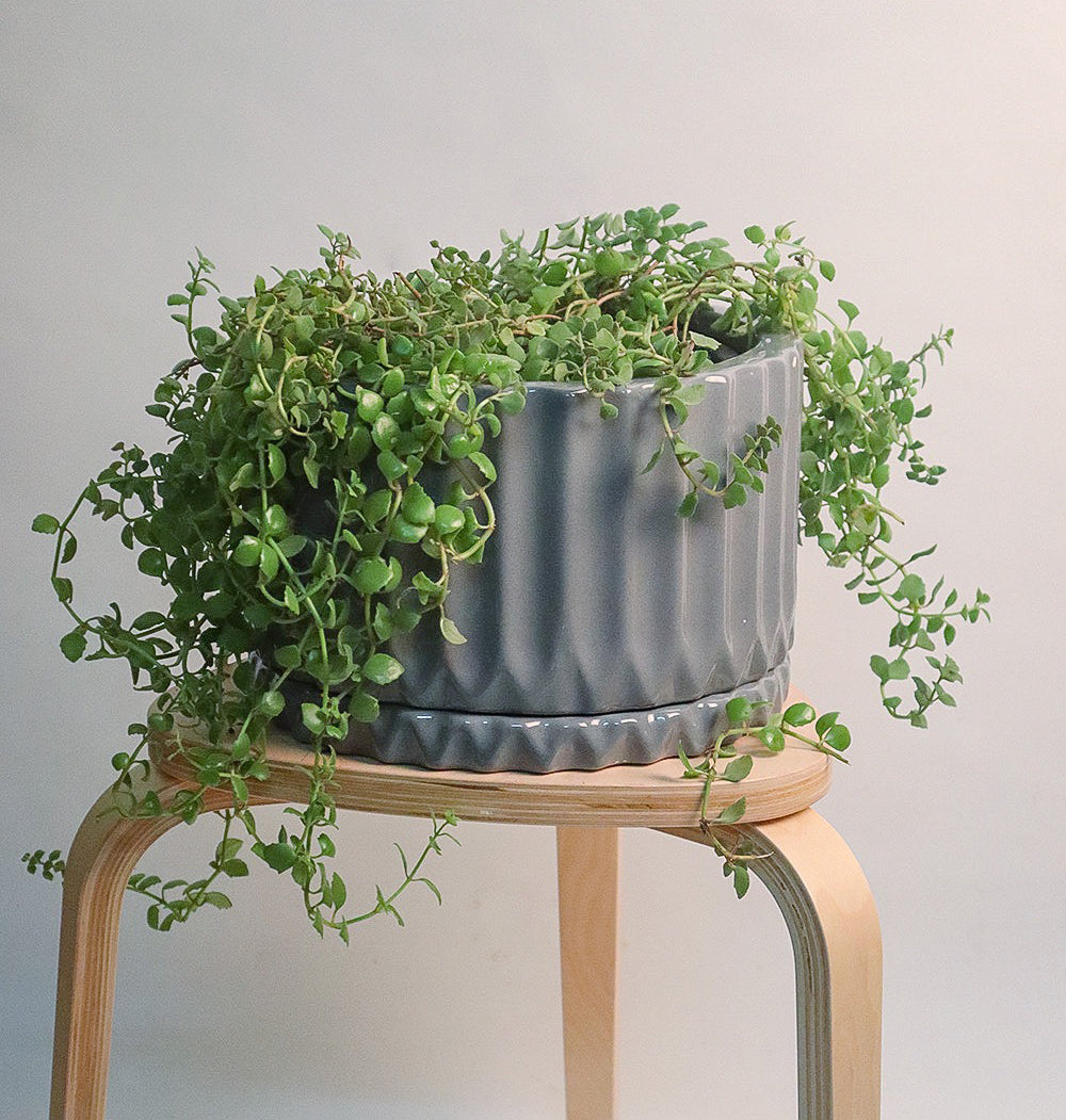 Grey color Fleeting Bliss ceramic planter with bottom Plate with Creeping inch-plant in it placed on the stool.