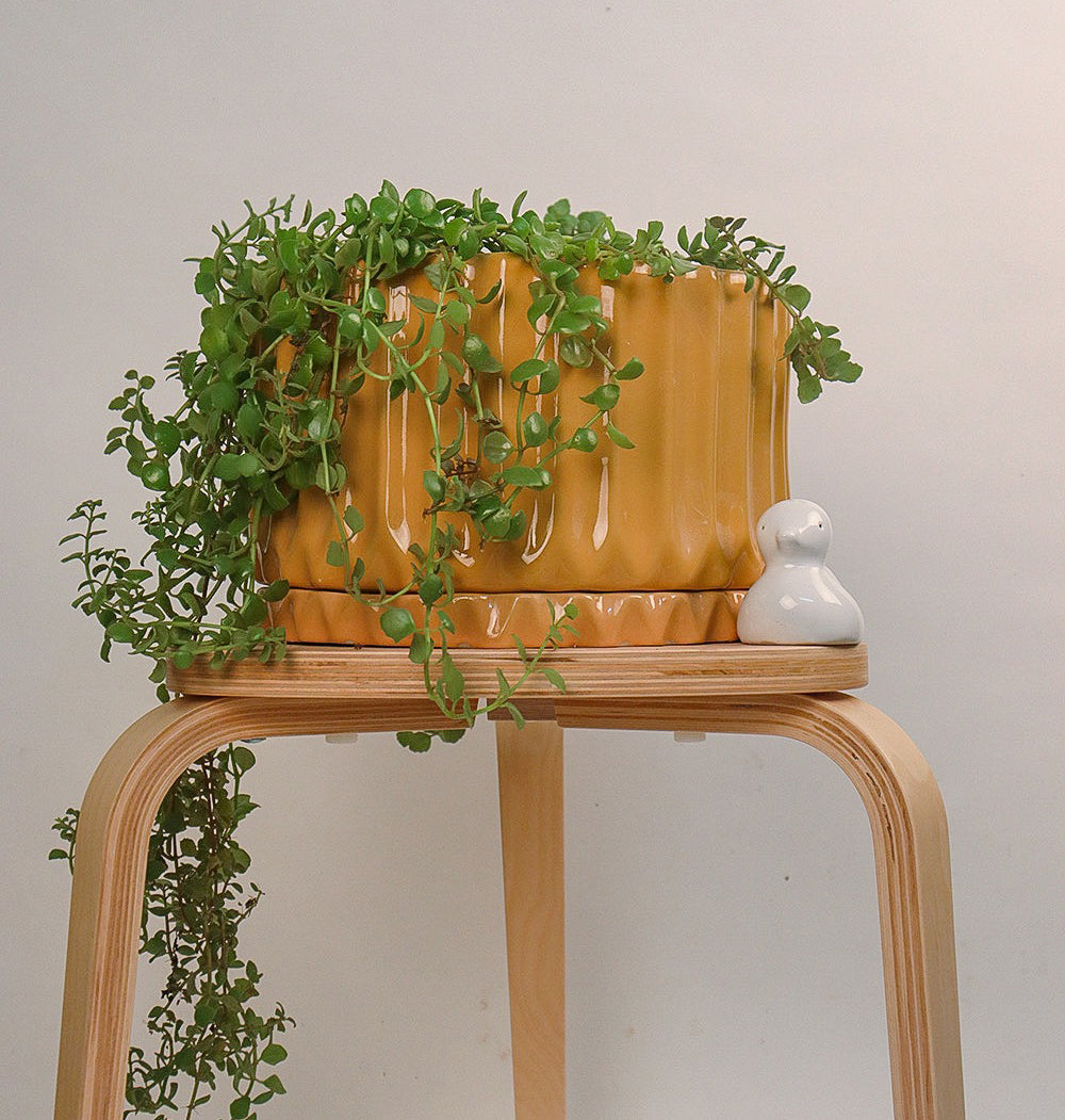 Sandle color Fleeting Bliss ceramic planter with bottom Plate with Creeping inch-plant in it placed on the stool.