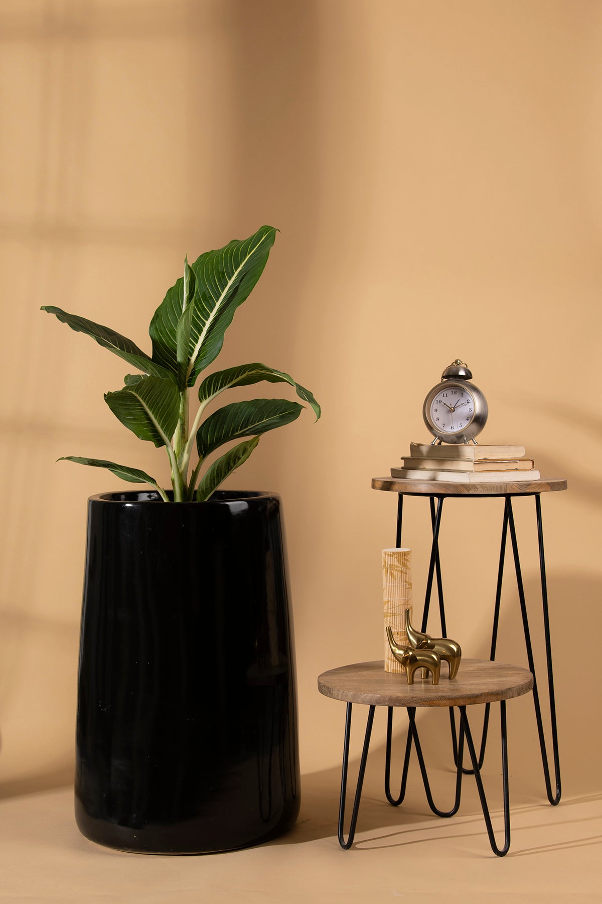 Tall size Misplaced Metaphor Ceramic Planter in Black color with Dieffenbachia plant