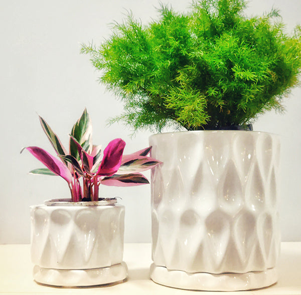Extra small size Paisley Ceramic planter in white color with Calathea plant and Medium Size Paisley Ceramic planter in white color with Asparagus Fern Plant in it.