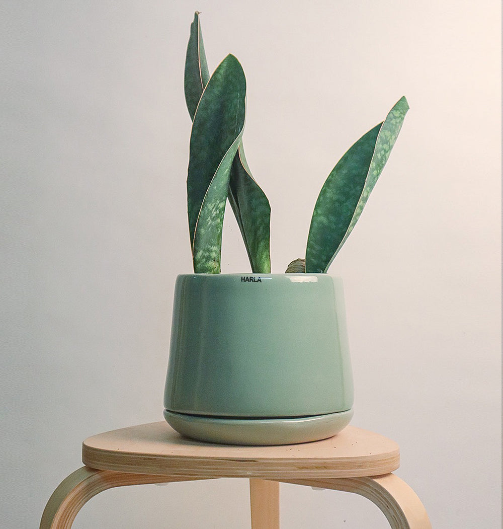 Medium size Monsoon Medley planter Ceramic with snake plant placed on the stool.