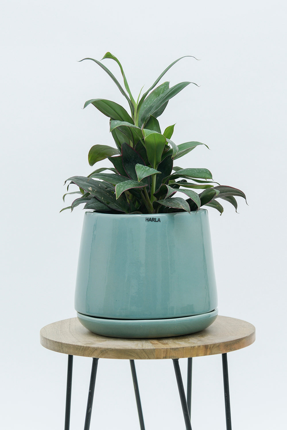 Medium size Monsoon Medley ceramic planter in Aqua Green color with plant placed on the stool.