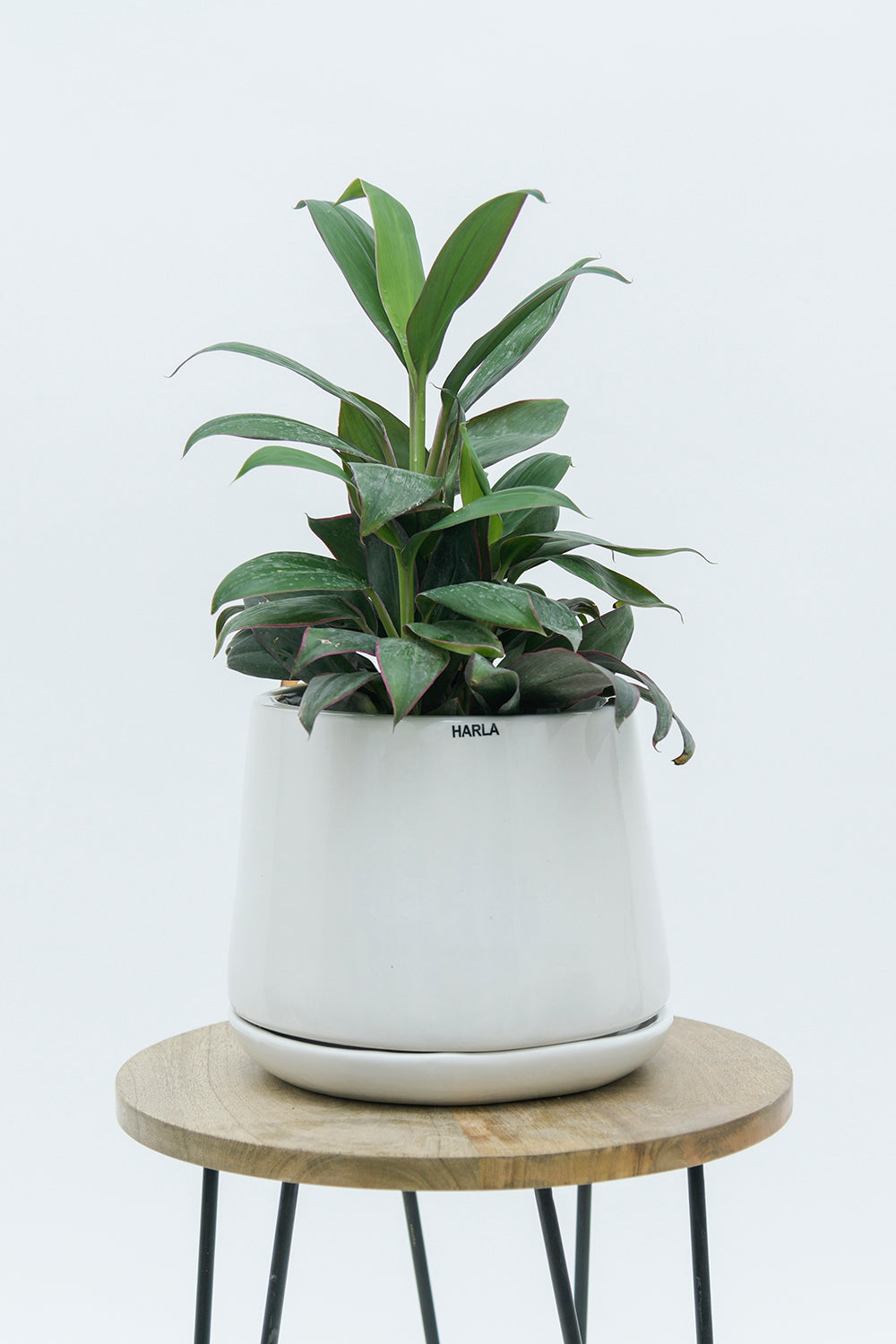 Medium size Monsoon Medley ceramic planter in white color with plant placed on the stool.