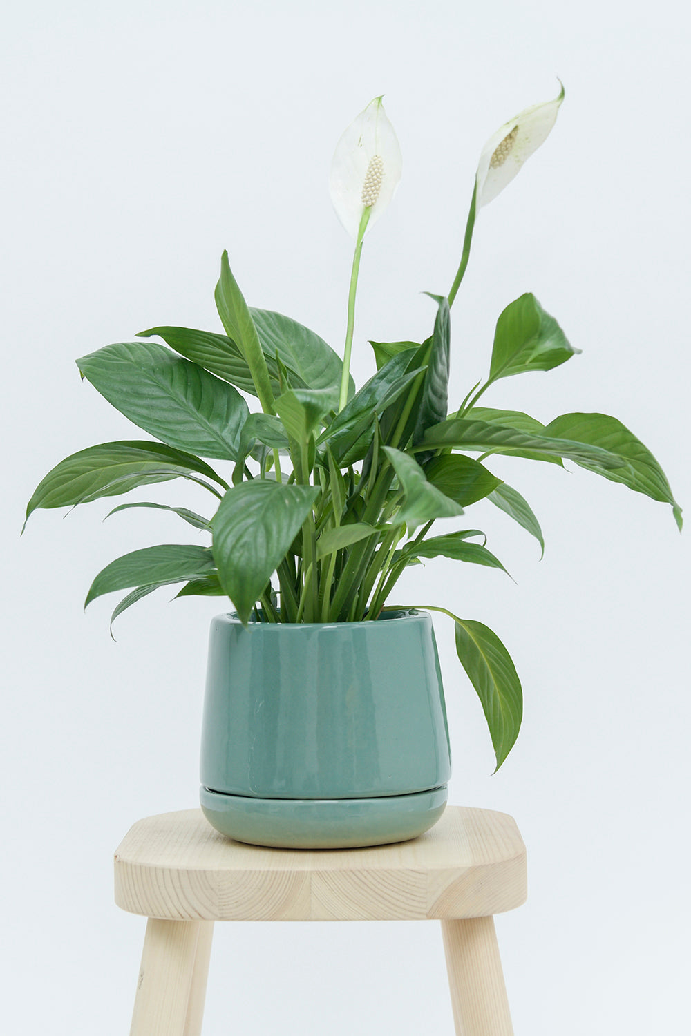 Extra Small size Monsoon Medley ceramic planter in Aqua Green color with Peace Lilly plant placed on the stool.