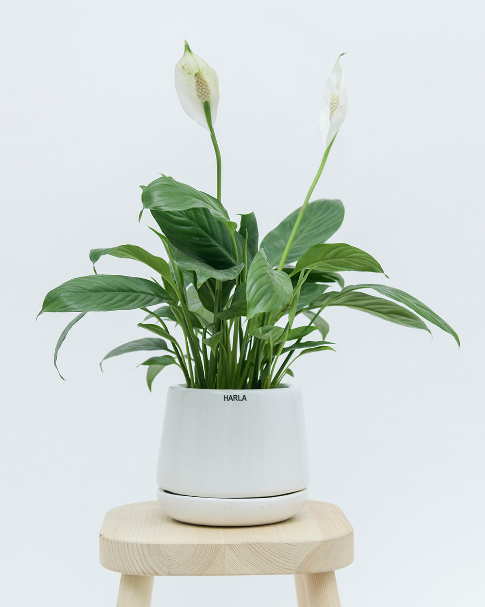 Extra Small size Monsoon Medley ceramic planter in white color with Peace Lilly plant placed on the stool.