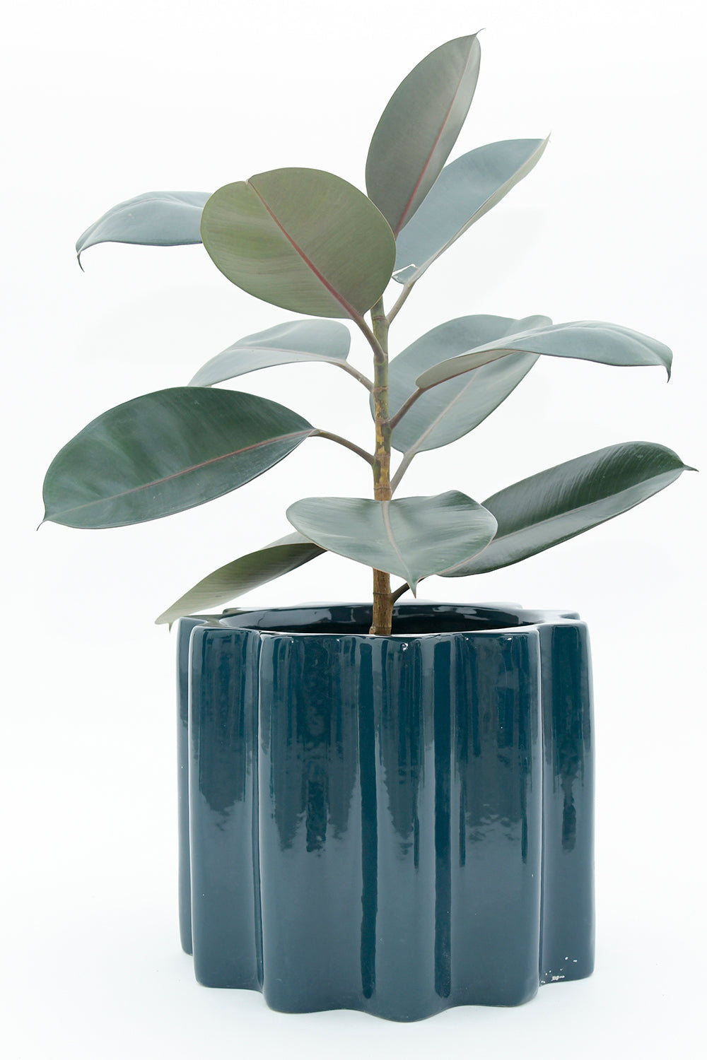 Fat Size Balmy Waves Ceramic Pot in Midnight Blue colour with a Rubber Plant