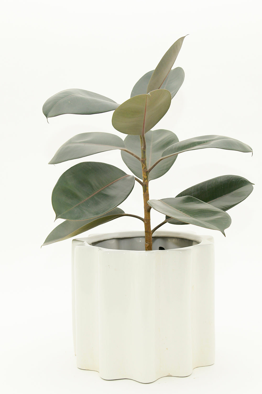 Large Size Balmy Waves Ceramic Planter in white color with Rubber Plant.