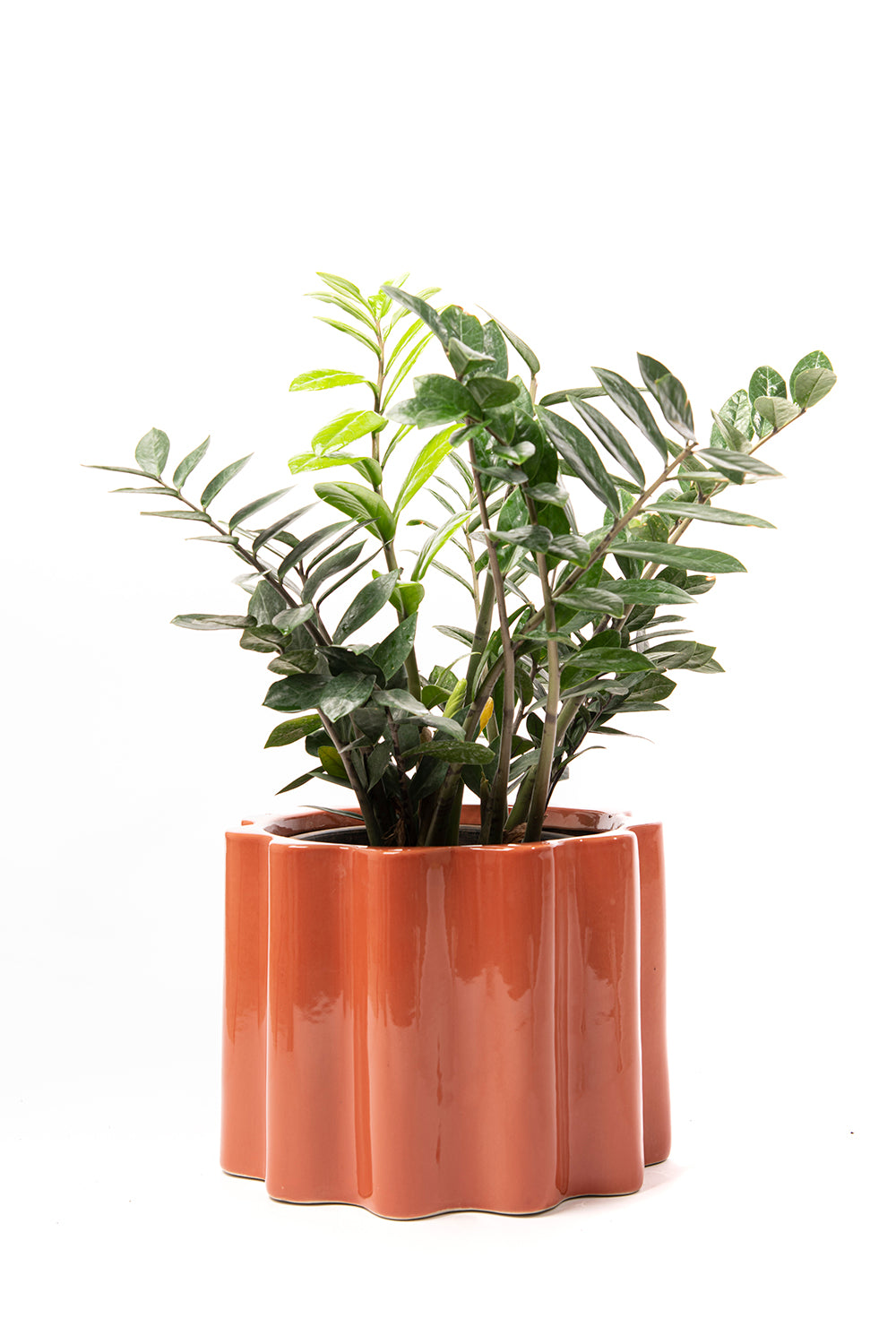 Large Size Balmy Waves Ceramic Pot in Coral Pink colour with a ZZ Plant
