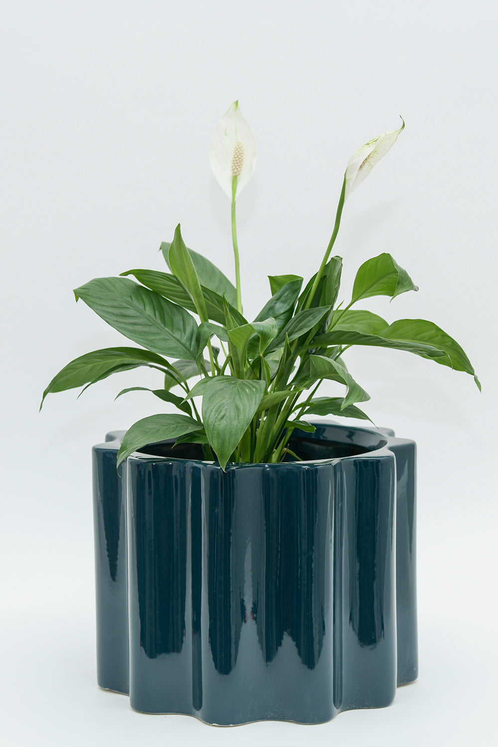 Large Size Balmy Waves Ceramic Pot in Midnight Blue colour with a Peacelily Plant