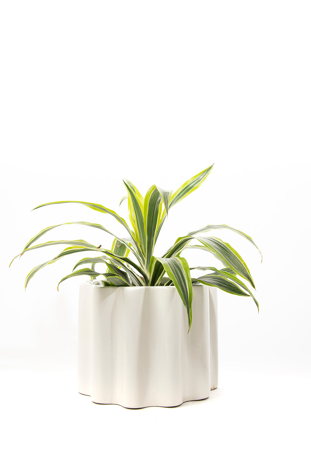 Medium Size Balmy Waves Ceramic Planter in White color with Dracaena Fragrans plant in it.