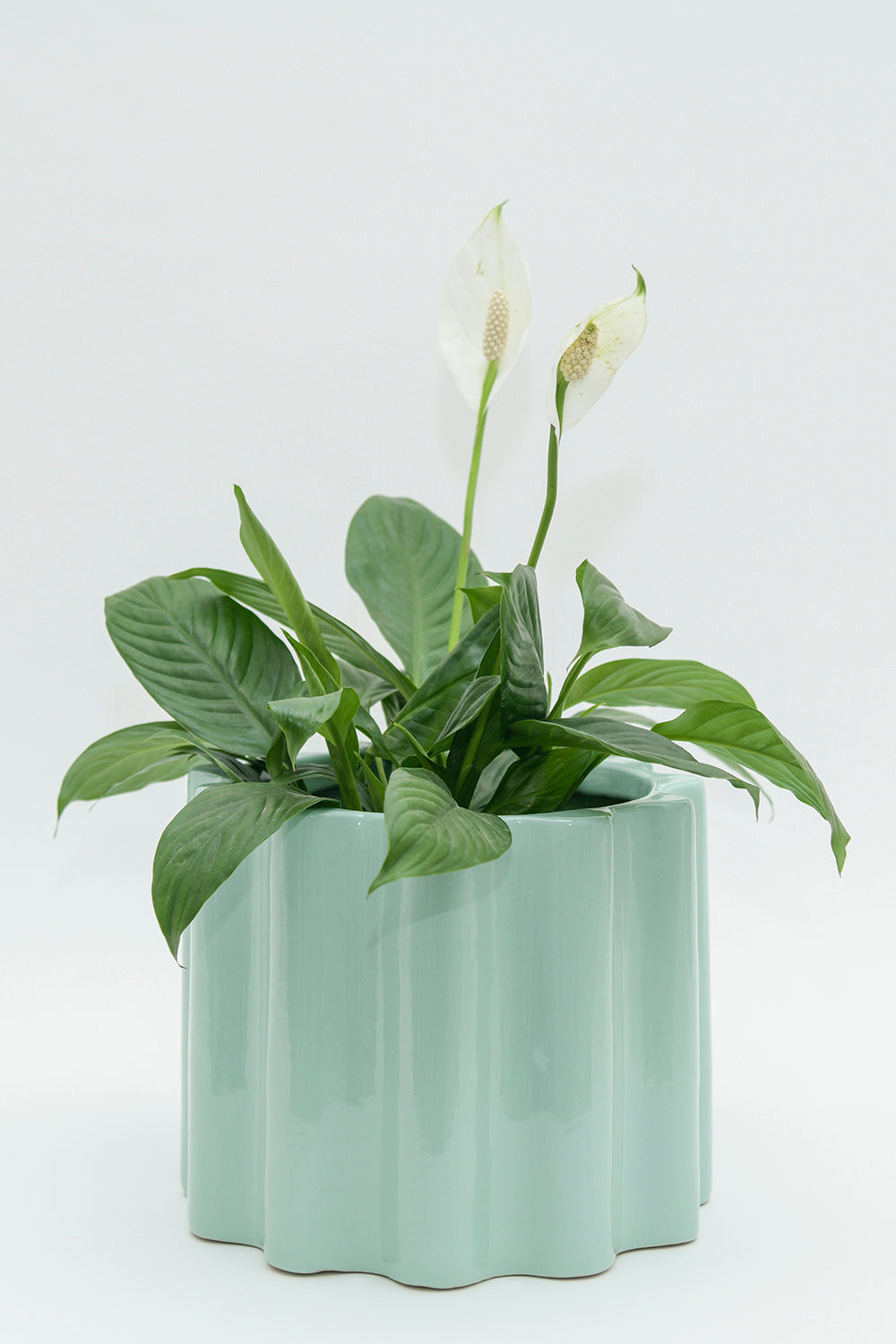 Small Size Balmy Waves Ceramic Planter in Aqua Green color with Peace Lilly plant.