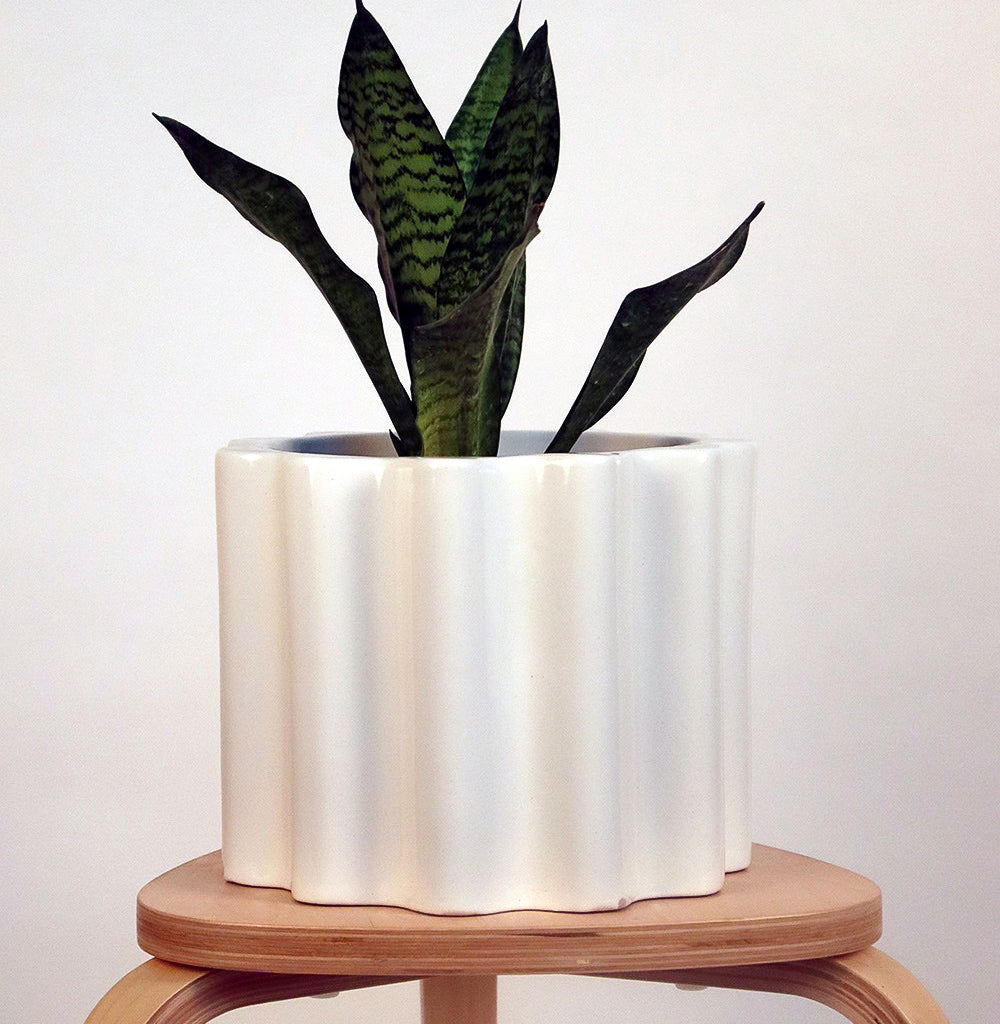 Medium Size Balmy Waves Ceramic Pot in white colour with a snake plant on a stool