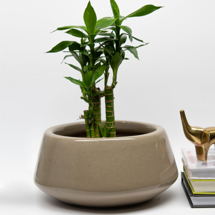 Art Chills Ceramic Planter in Carton brown Colour with a lucky bamboo plant in it